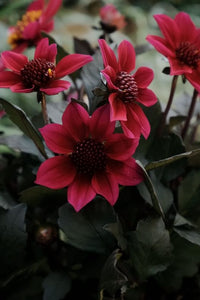 Dahlia Dark Cherry Red