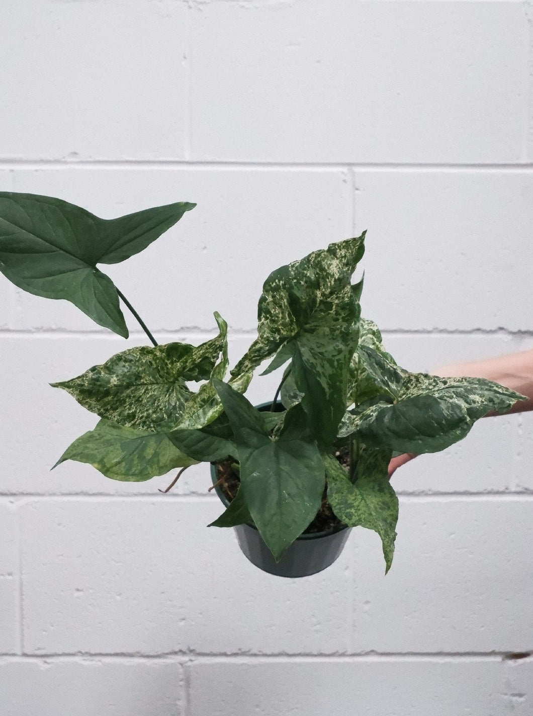 Syngonium Mojito 155mm