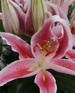 Oriental Lily 190mm