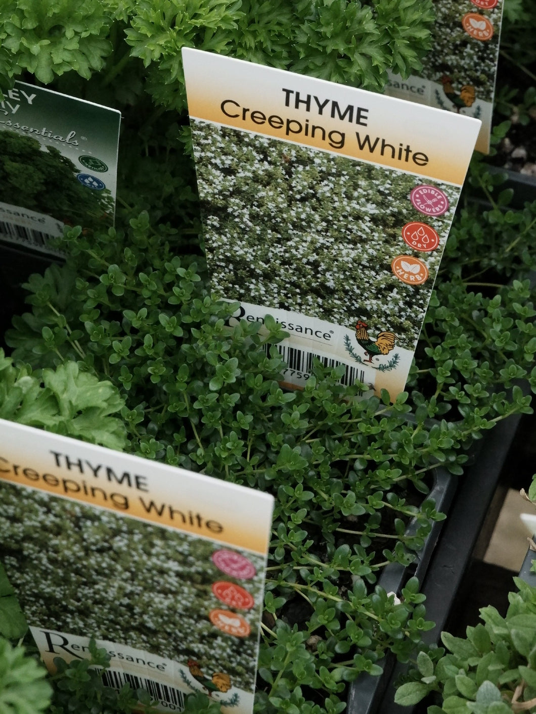 Thyme 'creeping White' [sz:100mm]