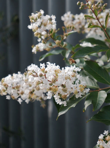 Lagerstroemia 'natchez' 400mm