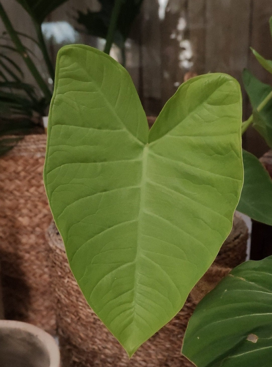 lime zinger elephant ear plant Xanthosoma 'lime Zinger' 160mm – Botanica Lane