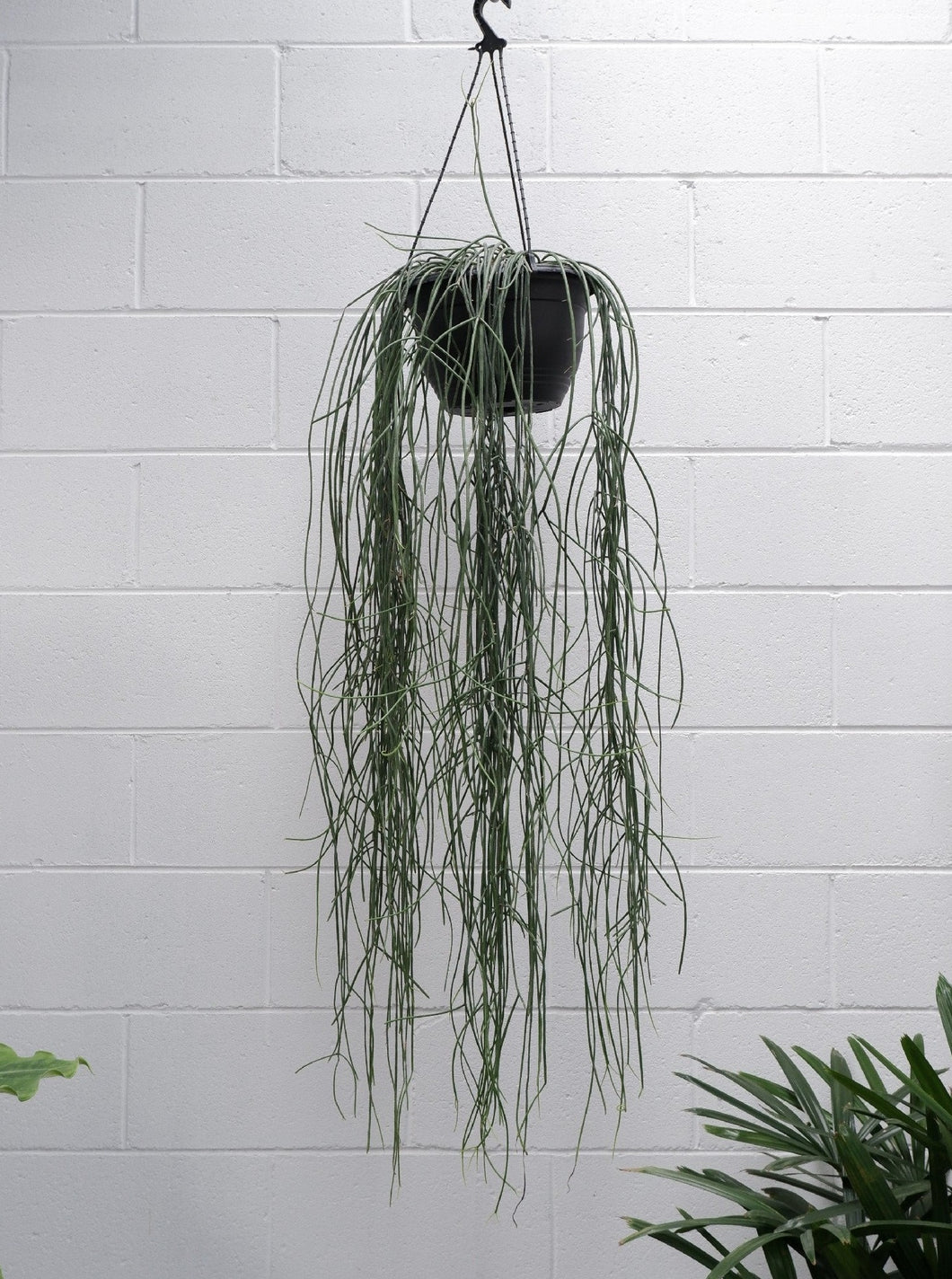 Rhipsalis Baccifera [sz:lush 200mm]
