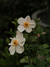 Load image into Gallery viewer, Anemone Dainty Swan 140mm
