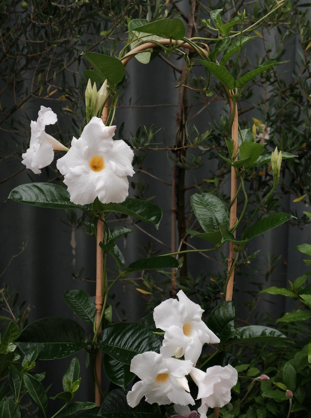 Mandevilla 'agathe White' 200mm