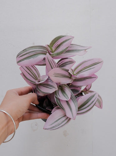 Tradescantia Nanouk 120mm