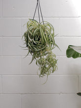 Load image into Gallery viewer, Chlorophytum Comosum &#39;curly&#39; [sz:175mm]
