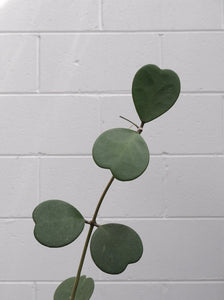 Hoya Kerrii [sz:140mm]
