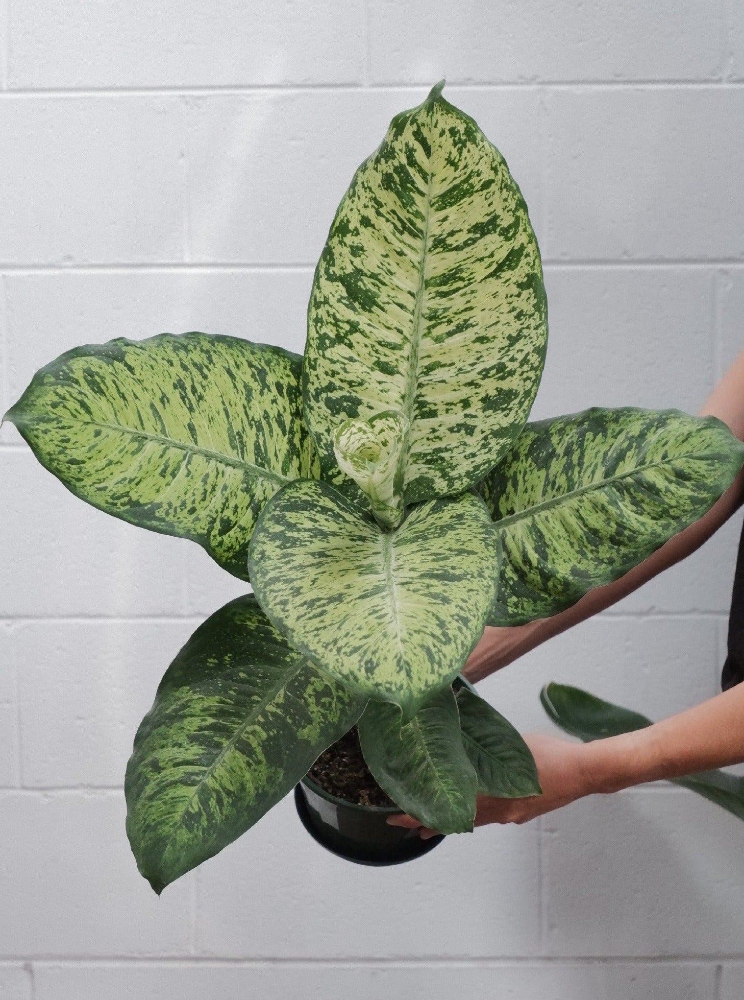 assorted dieffenbachia Dieffenbachia Assorted