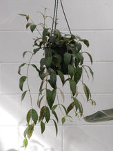 Load image into Gallery viewer, Aeschynanthus &#39;black Pagoda&#39; 175mm
