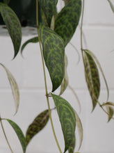 Load image into Gallery viewer, Aeschynanthus &#39;black Pagoda&#39; 175mm
