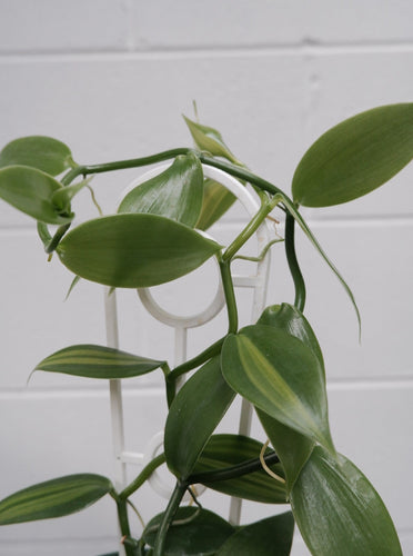 Vanilla Planifolia Variegata