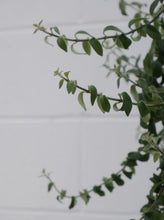 Load image into Gallery viewer, Aeschynanthus &#39;curly&#39; [sz:175mm]
