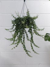 Load image into Gallery viewer, Aeschynanthus &#39;curly&#39; [sz:175mm]
