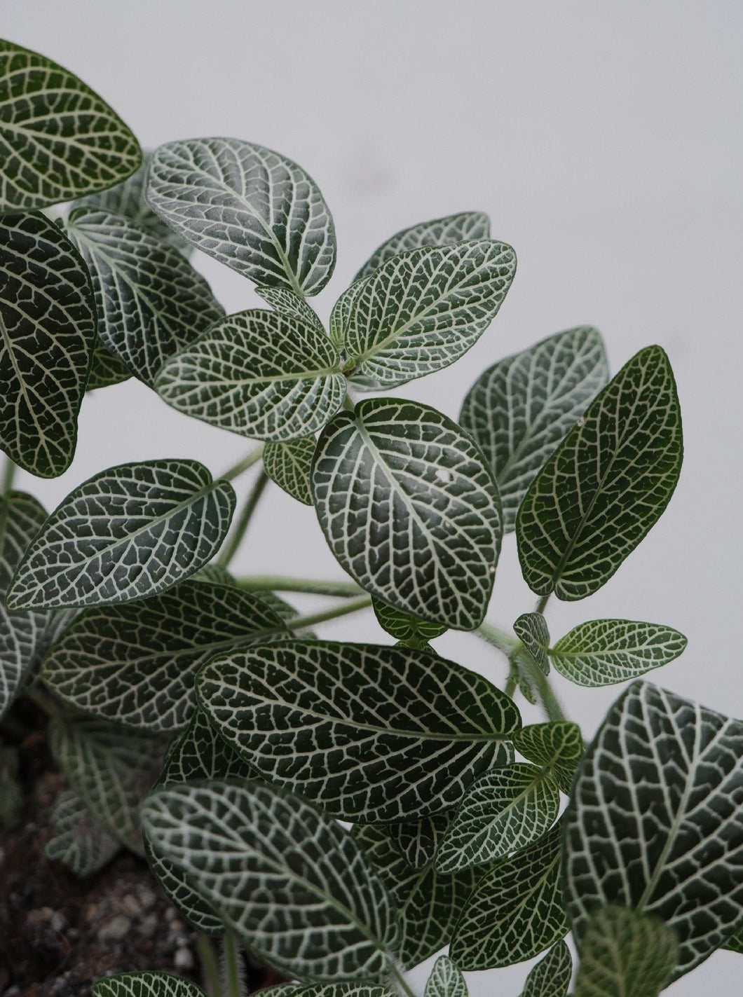 Fittonia 'white' [sz:100mm]