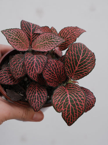 Fittonia 'red' [sz:100mm]