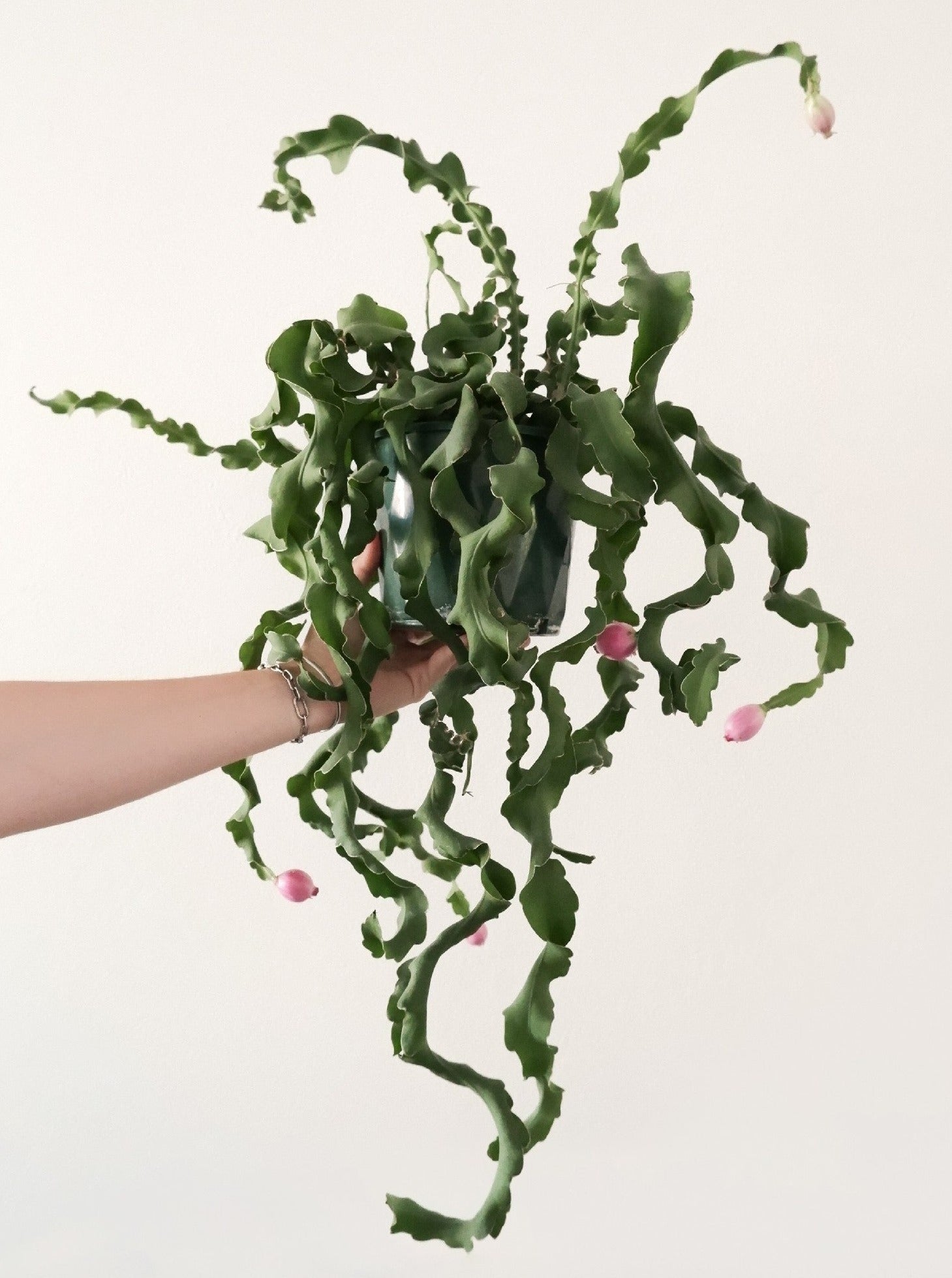 curly sue succulent Epiphyllum 'curly Sue'