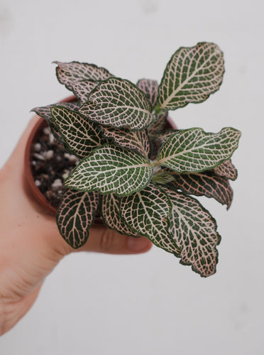 Fittonia 'pink' 100mm 