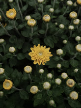 Load image into Gallery viewer, Chrysanthemum [sz:200mm   Cl:yellow]
