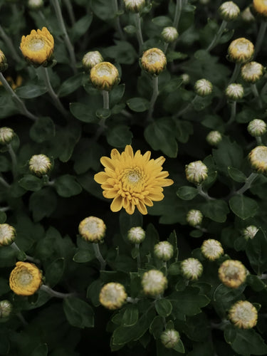 Chrysanthemum [sz:200mm   Cl:yellow]