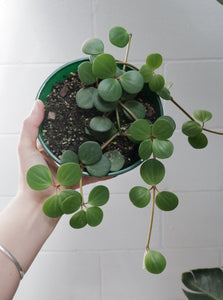 Peperomia 'hope' [sz:175mm]