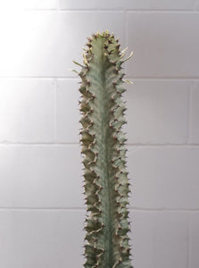 Euphorbia Ammack [sz:165mm]