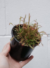Load image into Gallery viewer, Drosera &#39;sundew&#39; [sz:100mm]
