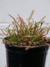 Load image into Gallery viewer, Drosera &#39;sundew&#39; [sz:100mm]
