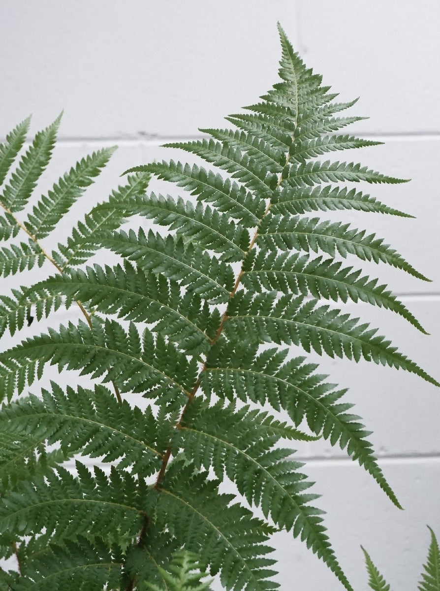 Cyathea Australis 