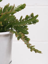 Load image into Gallery viewer, Disocactus &#39;bits And Pieces&#39; [sz:130mm]
