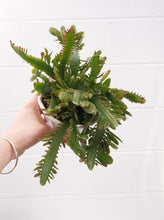 Load image into Gallery viewer, Disocactus &#39;bits And Pieces&#39; [sz:130mm]

