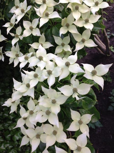 Cornus Kousa Chinensis 