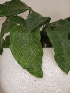 Calathea Musaica [sz:100mm]