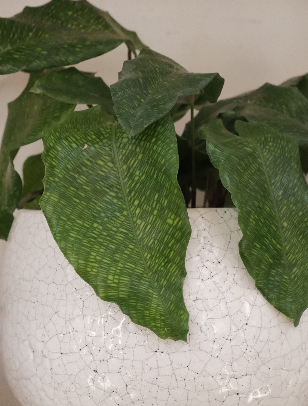 Calathea Musaica [sz:100mm]