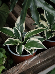 Hosta 'minute Man' [sz:130mm]