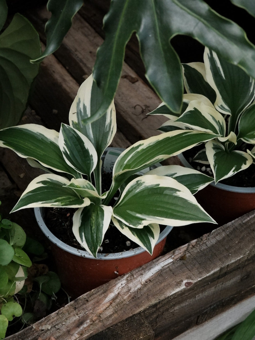 Hosta 'minute Man' [sz:130mm]