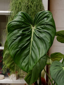 philodendron dean mcdowell Philodendron 'dean Mcdowell' – Botanica Lane
