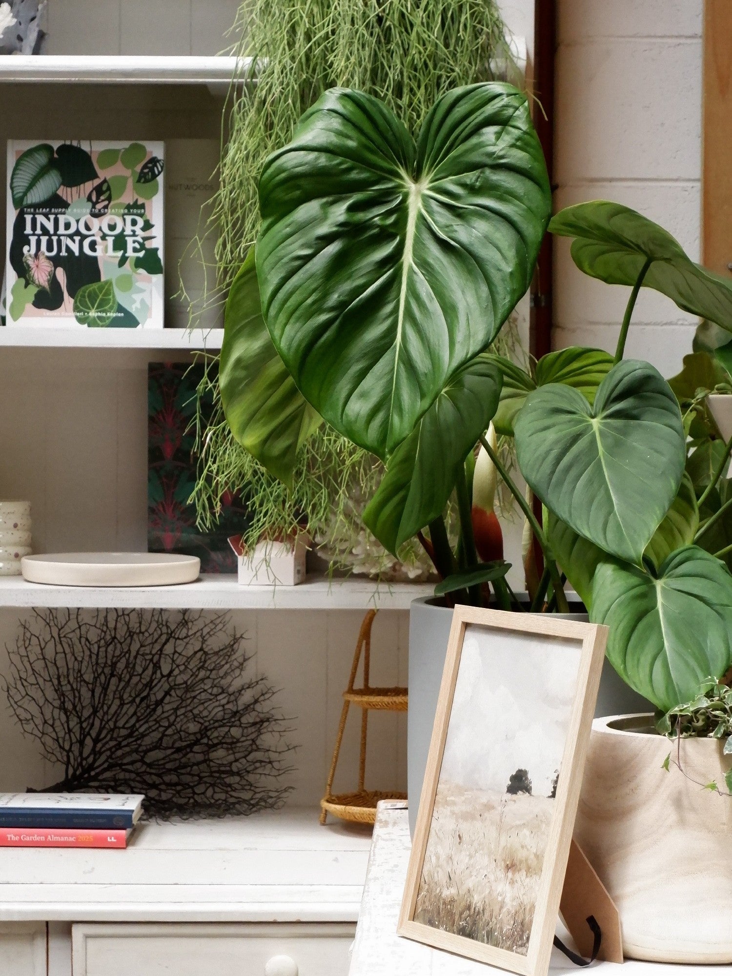 dean mcdowell philodendron Philodendron 'dean Mcdowell'