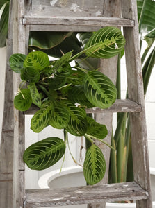 Maranta 'lemon Lime' [sz:130mm]