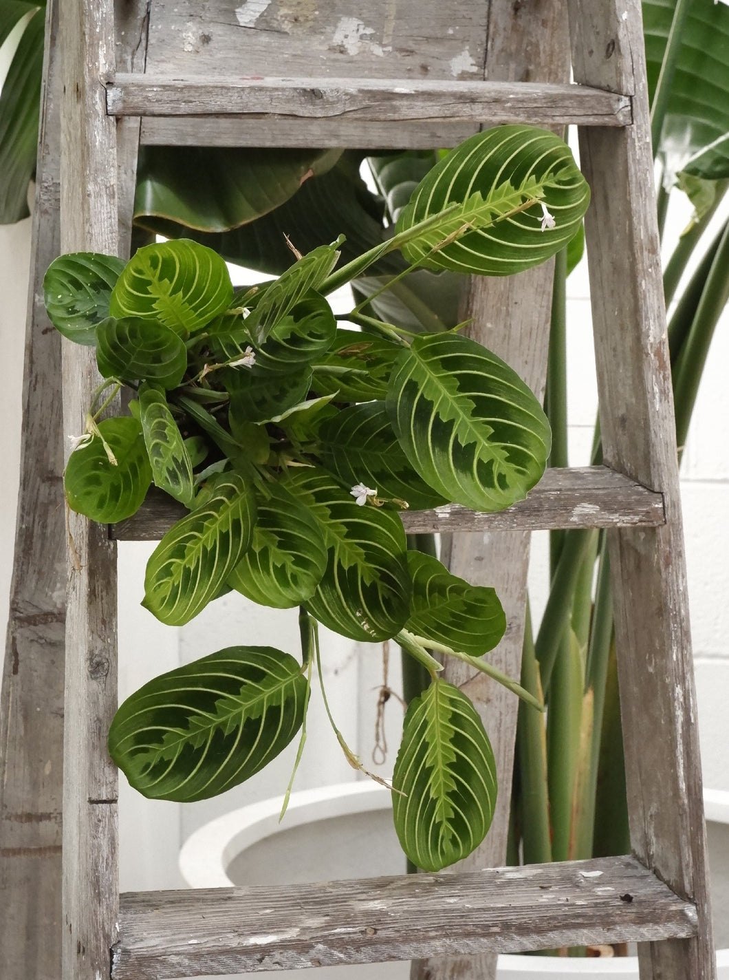 Maranta 'lemon Lime' [sz:130mm]