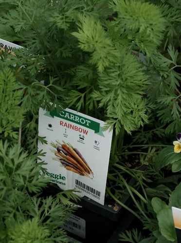 Carrot 'rainbow' [sz:100mm]