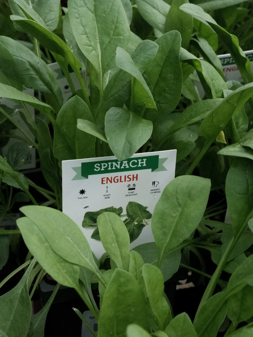 Spinach 'english' [sz:100mm]