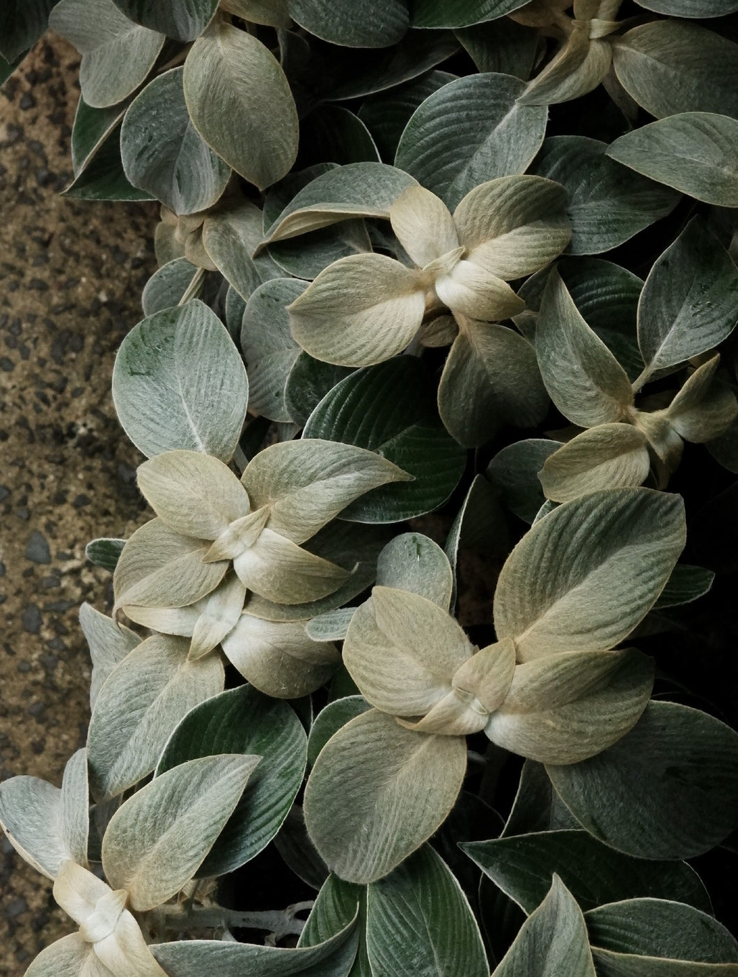Strobilanthes Gossypinus [sz:200mm]