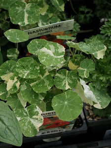 Nasturtium 'alaska' [sz:100mm]