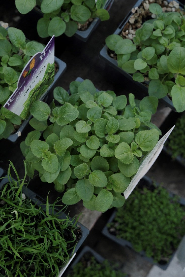 Oregano