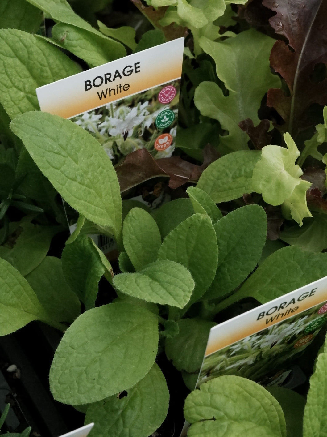 Borage [sz:100mm]