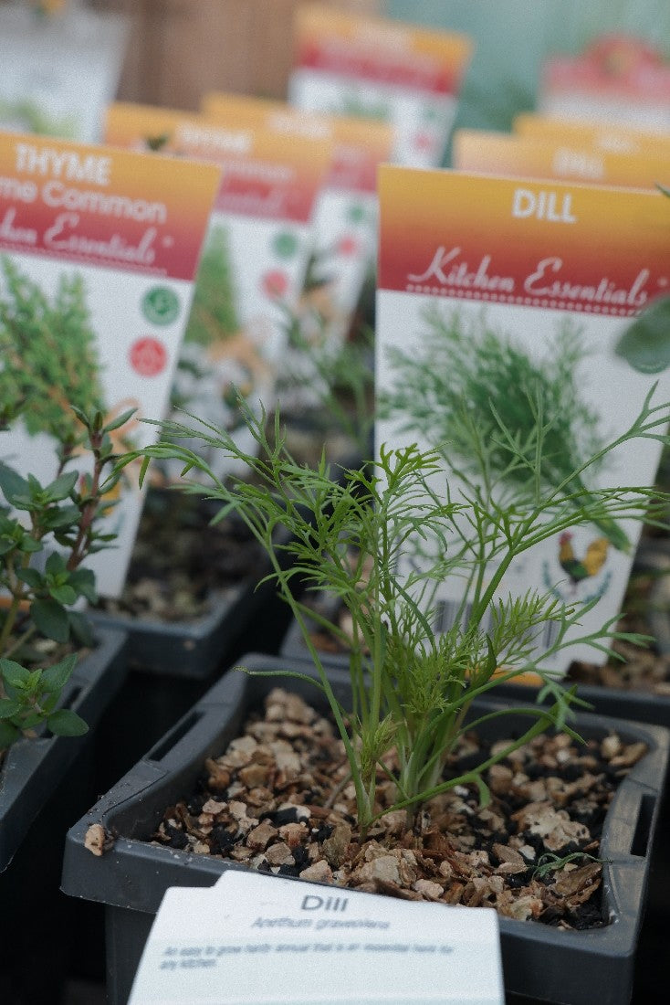 Dill