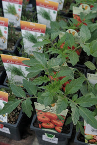 Tomato Moneymaker