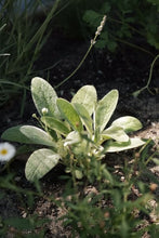 Load image into Gallery viewer, Lambs Ear 100mm
