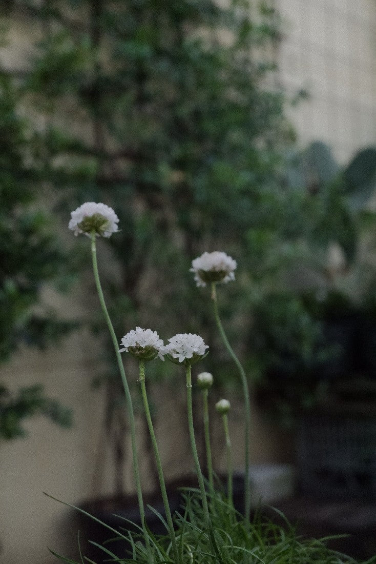Armeria Maritima 'alba' 100mm